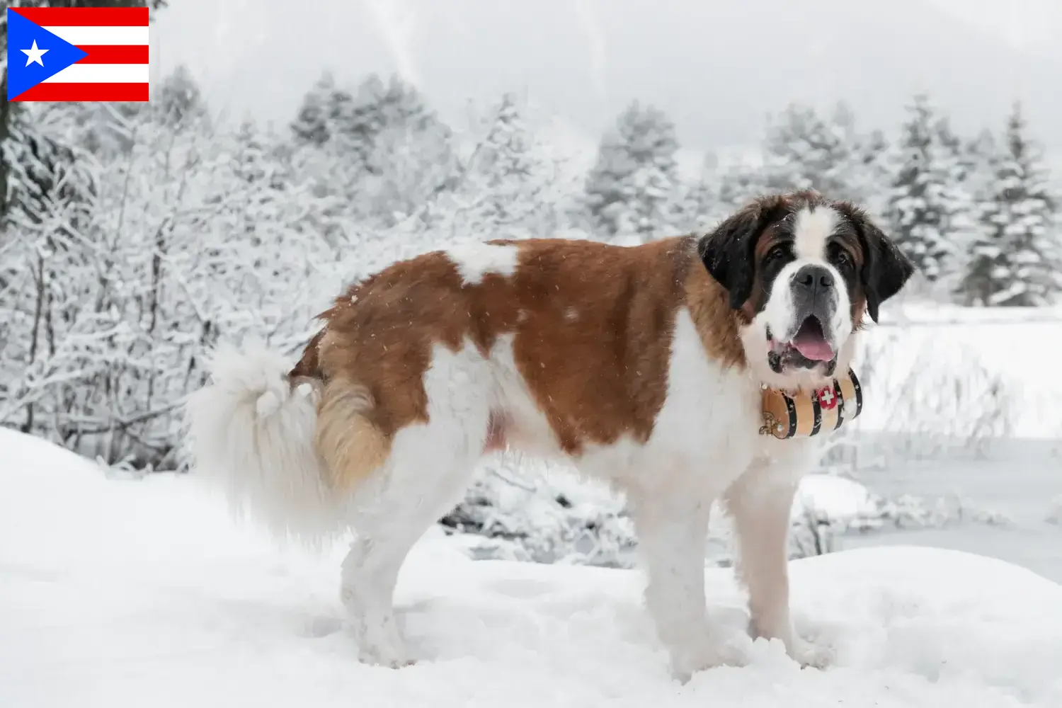 Saint Bernard puppies and breeders Puerto Rico Here you can find Saint Bernard breeders in Puerto Rico.