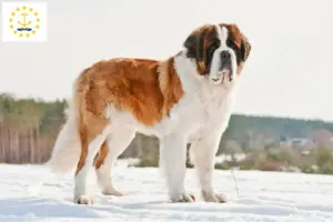 Read more about the article St. Bernard breeders and puppies in Rhode Island