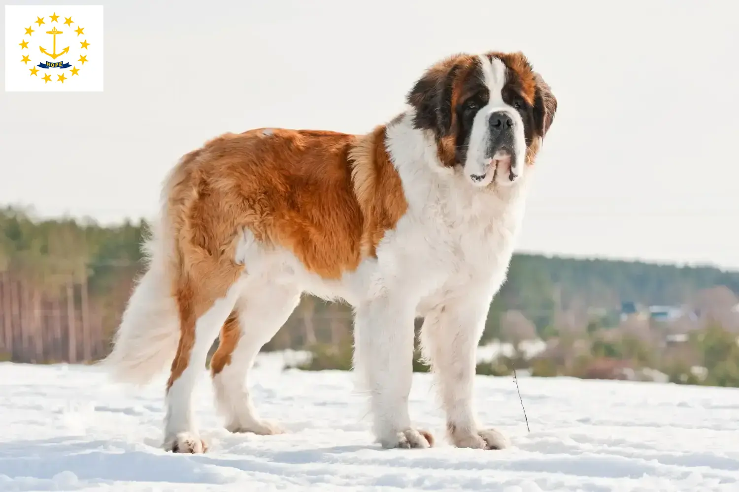 Saint Bernard puppies and breeders Rhode Island Find St. Bernard breeders in Rhode Island.