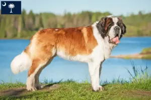 Read more about the article Saint Bernard breeders and puppies in South Carolina