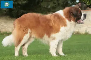 Read more about the article Saint Bernard breeders and puppies in South Dakota