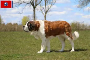 Read more about the article St. Bernard breeders and puppies in Tennessee