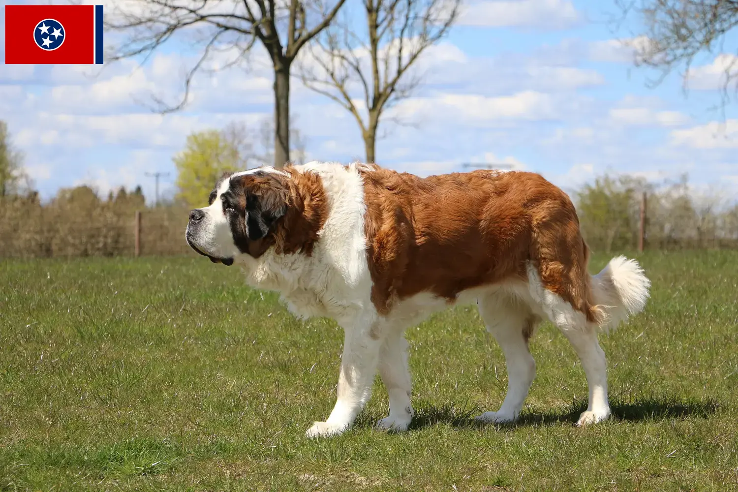 Read more about the article St. Bernard breeders and puppies in Tennessee