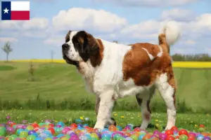 Read more about the article St. Bernard breeders and puppies in Texas