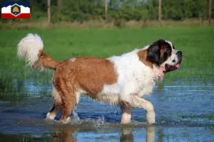 Read more about the article St. Bernard breeders and puppies in Utah