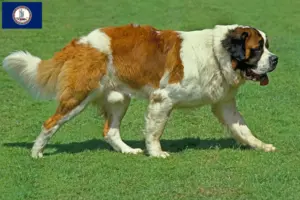 Read more about the article St. Bernard breeders and puppies in Virginia