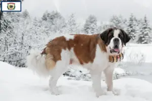 Read more about the article St. Bernard breeders and puppies in West Virginia