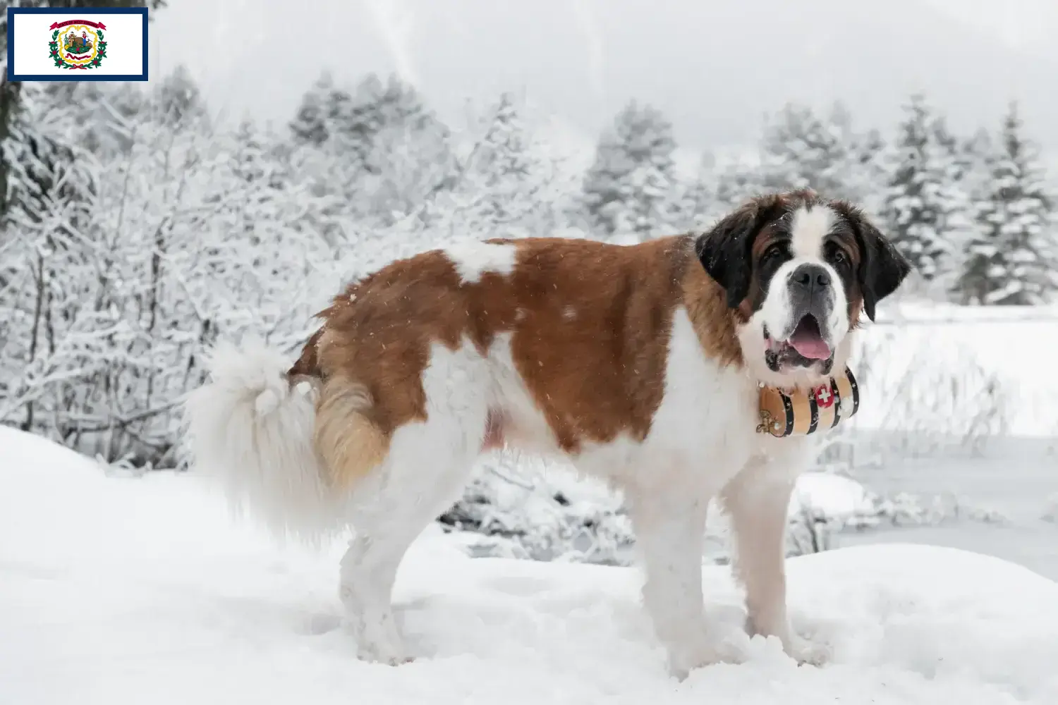 Saint Bernard puppies and breeders West Virginia Find Saint Bernard breeders in West Virginia.