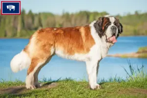 Read more about the article St. Bernard breeders and puppies in Wyoming