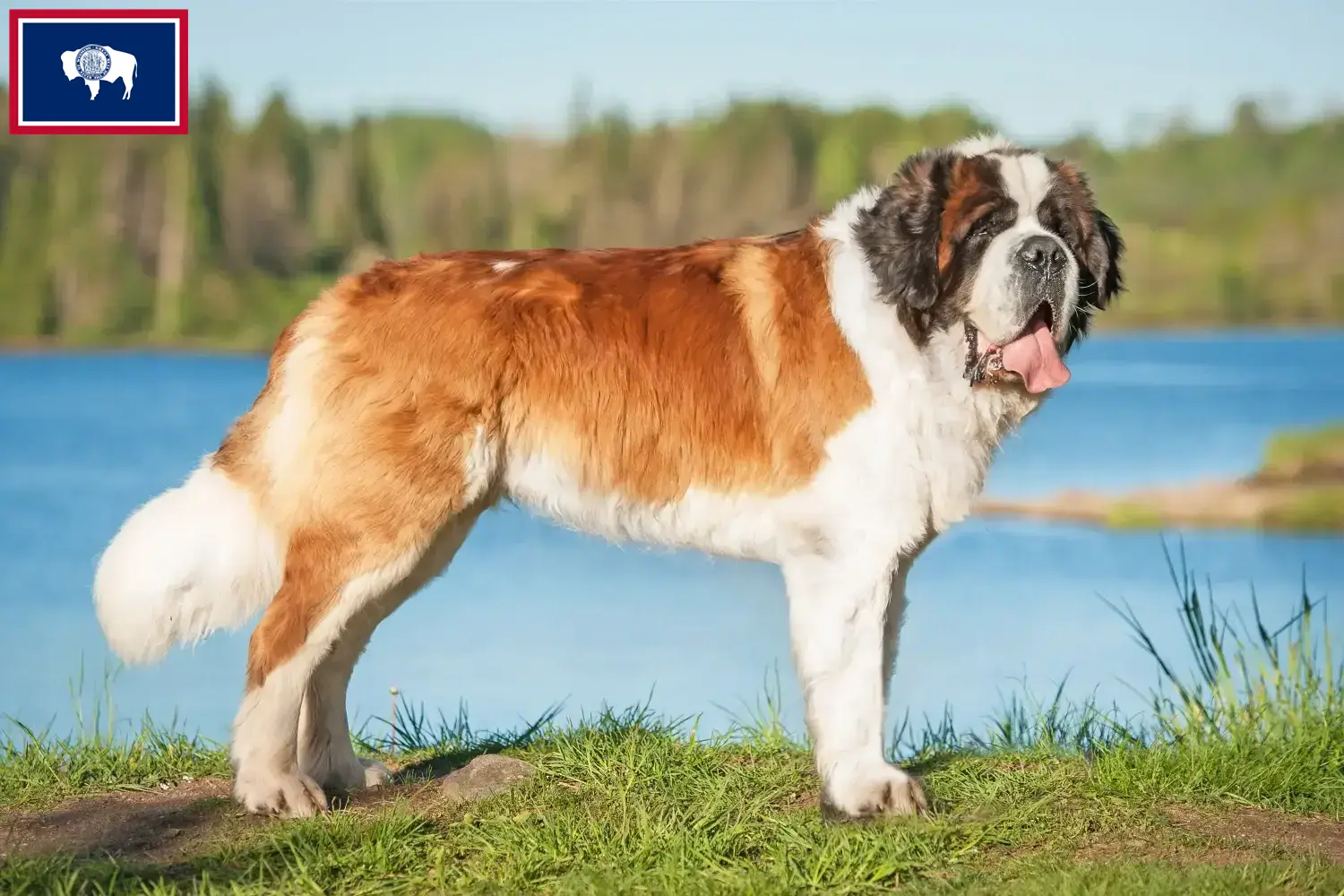 Saint Bernard puppies and breeders Wyoming Here you can find Saint Bernard breeders in Wyoming.