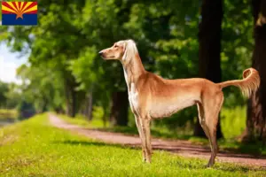 Read more about the article Saluki breeders and puppies in Arizona
