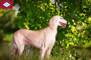Read more about the article Saluki breeders and puppies in Arkansas
