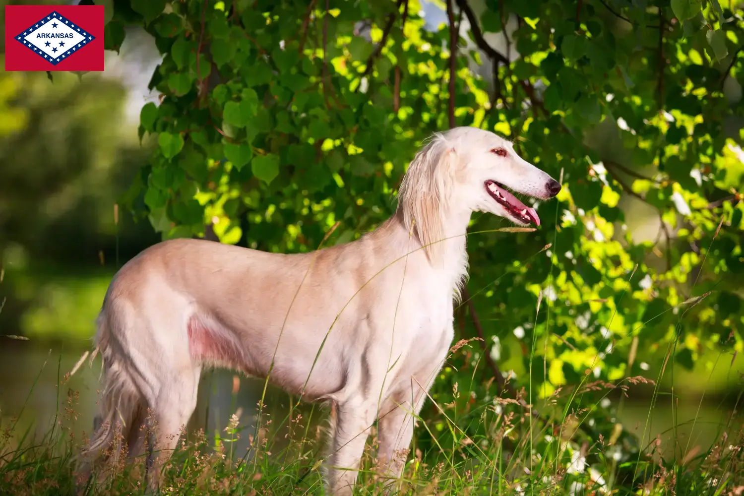 Saluki puppies and breeder Arkansas Here you can find Saluki breeders in Arkansas.