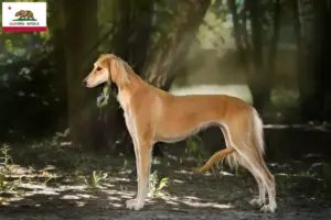 Read more about the article Saluki breeders and puppies in California