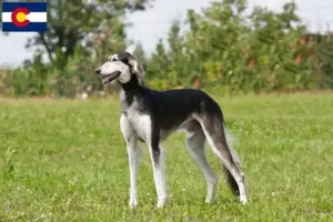 Read more about the article Saluki breeders and puppies in Colorado
