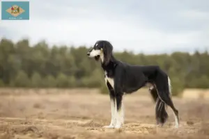 Read more about the article Saluki breeders and puppies in Delaware