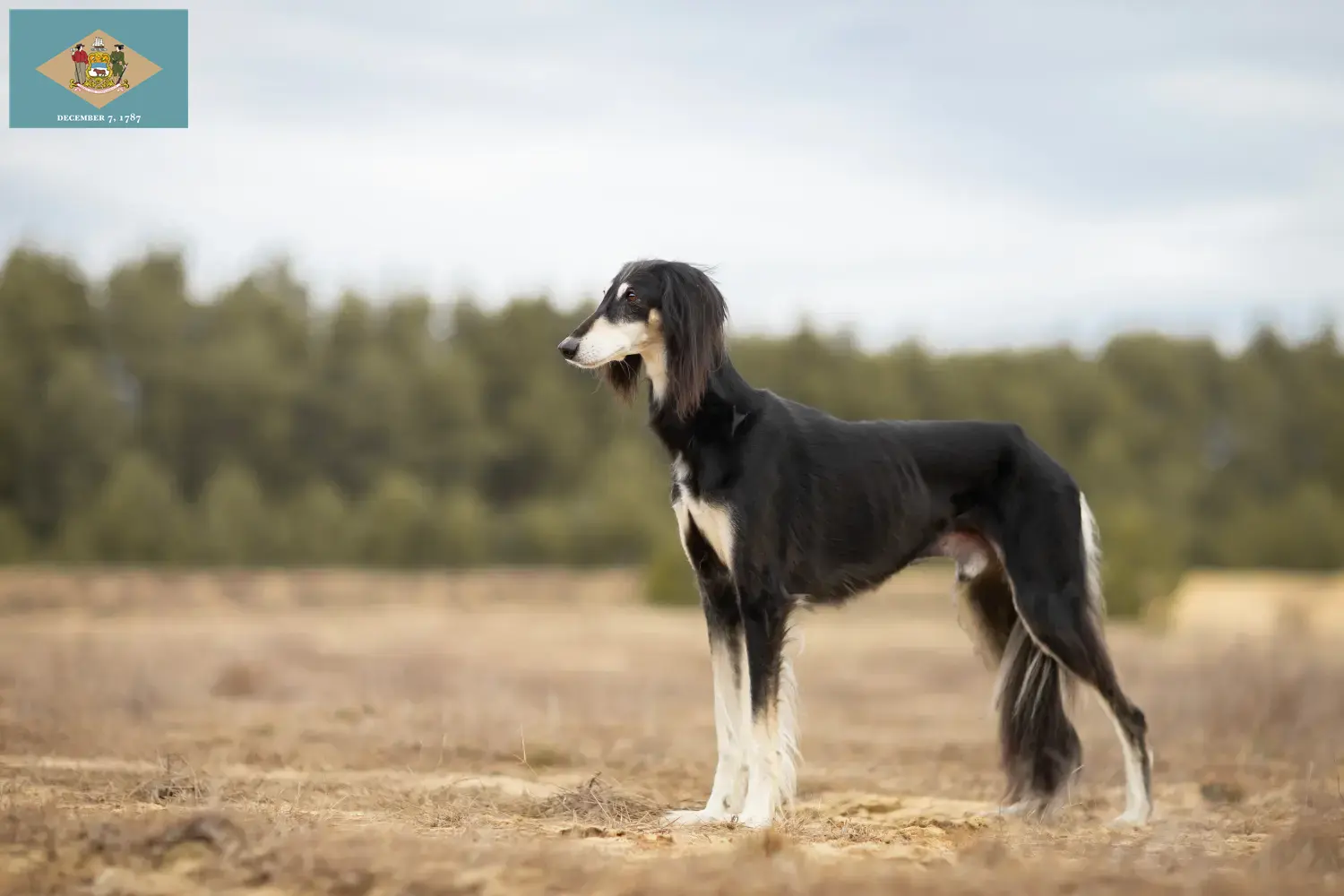 Saluki puppies and breeder Delaware Find Saluki breeders in Delaware here.
