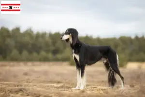 Read more about the article Saluki breeders and puppies in Drenthe