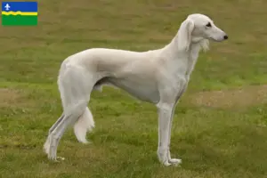 Read more about the article Saluki breeders and puppies in Flevoland