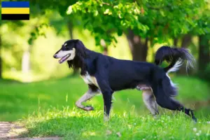 Read more about the article Saluki breeders and puppies in Gelderland