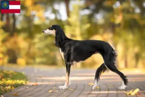 Read more about the article Saluki breeders and puppies in Georgia