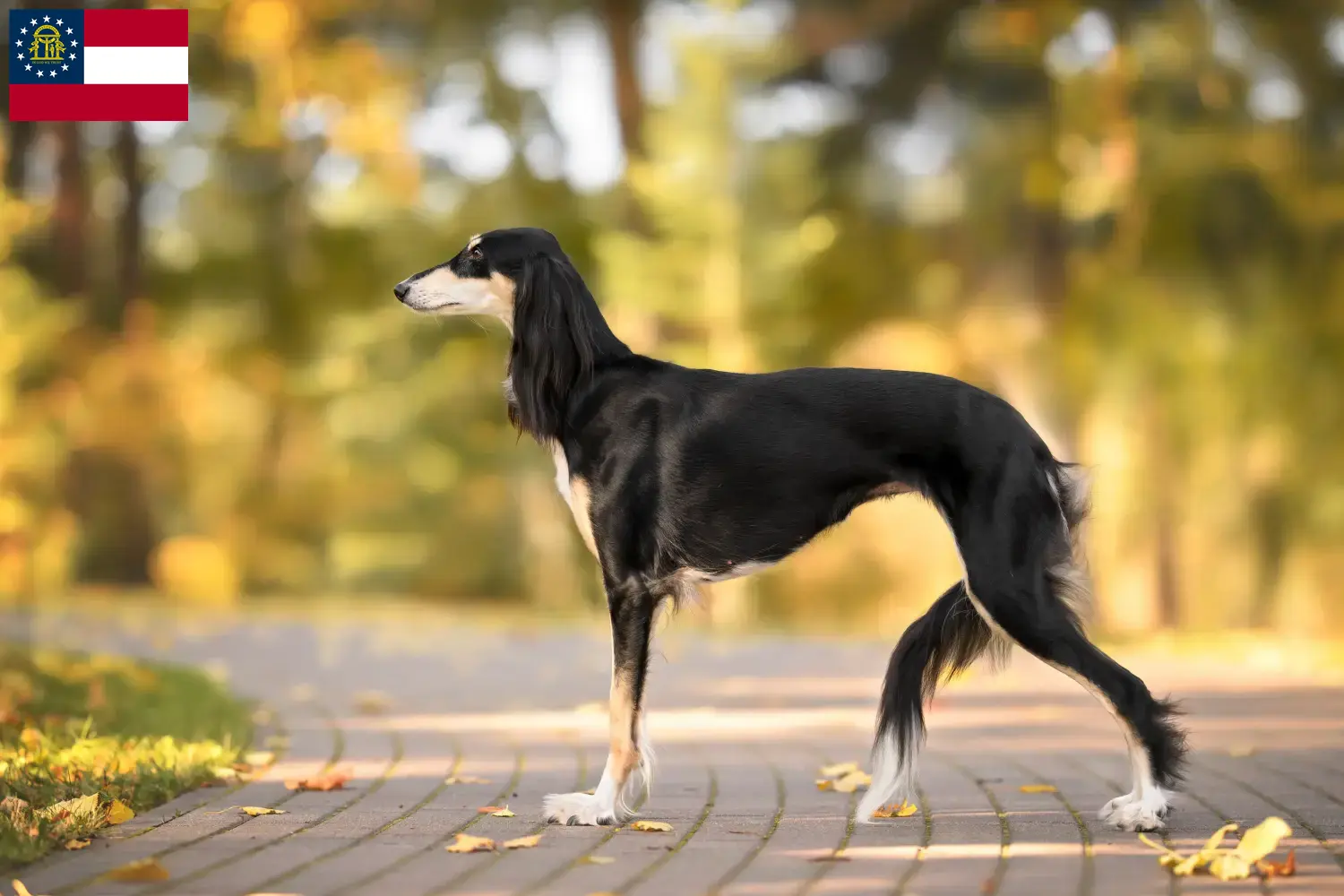 Saluki puppies and breeder Georgia Here you can find Saluki breeders in Georgia.