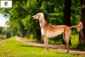 Read more about the article Saluki breeders and puppies in Illinois
