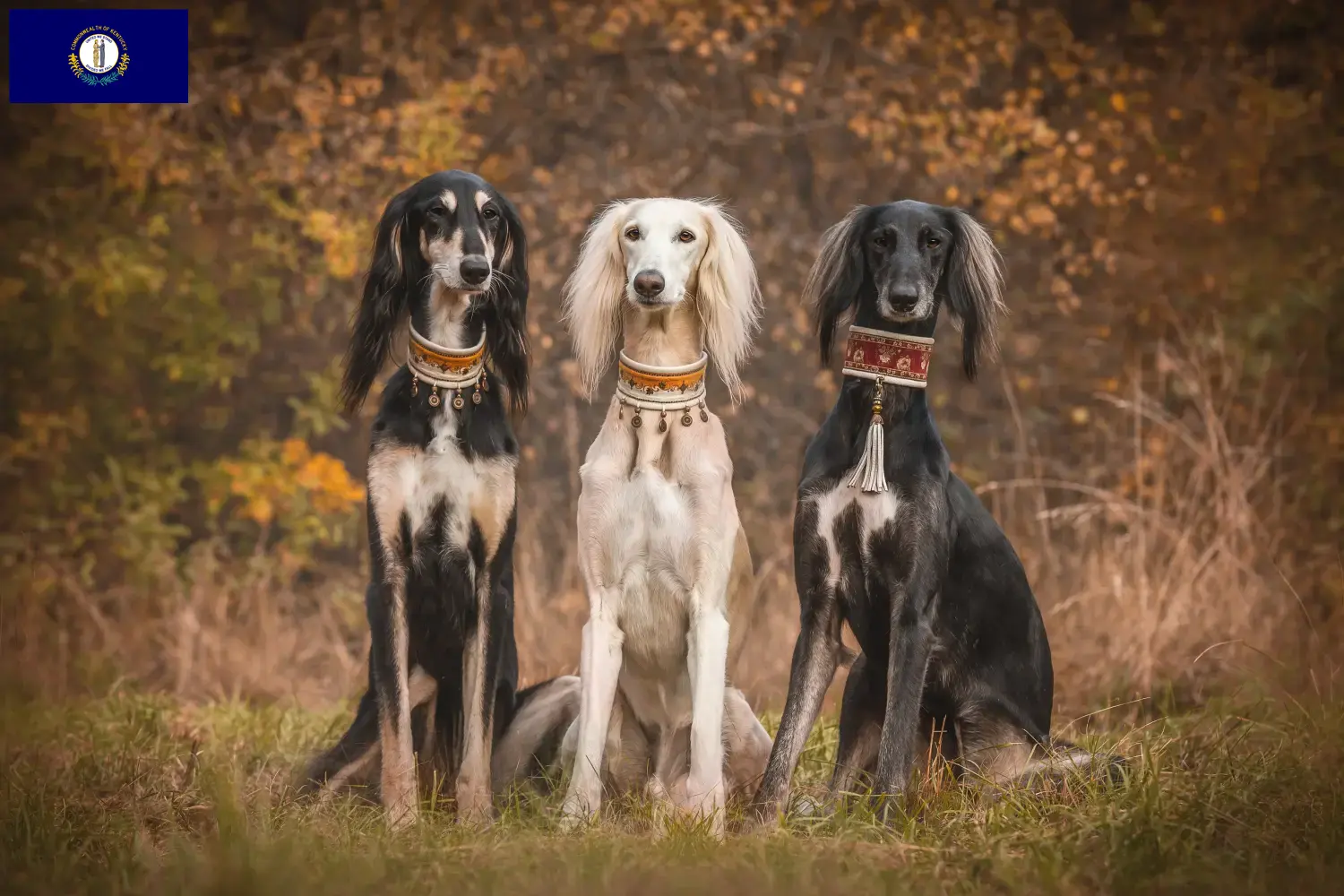 Read more about the article Saluki breeders and puppies in Kentucky