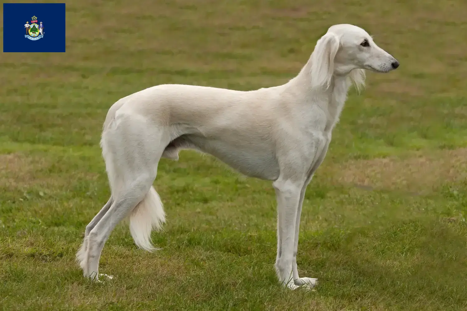 Read more about the article Saluki breeders and puppies in Maine