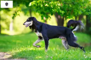 Read more about the article Saluki breeders and puppies in Massachusetts