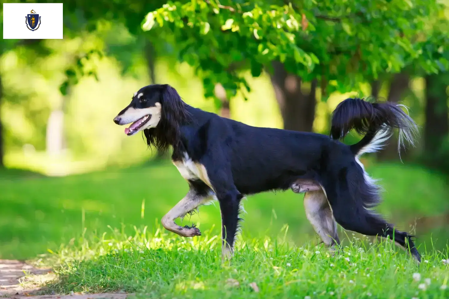 Read more about the article Saluki breeders and puppies in Massachusetts