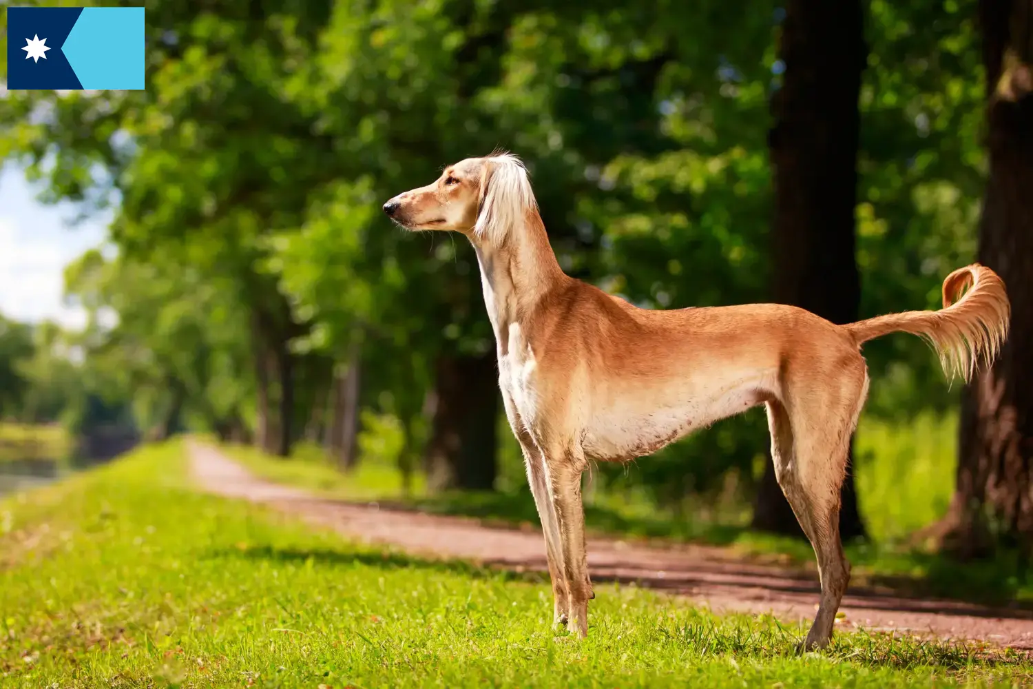 Read more about the article Saluki breeders and puppies in Minnesota