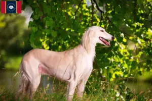 Read more about the article Saluki breeders and puppies in Mississippi
