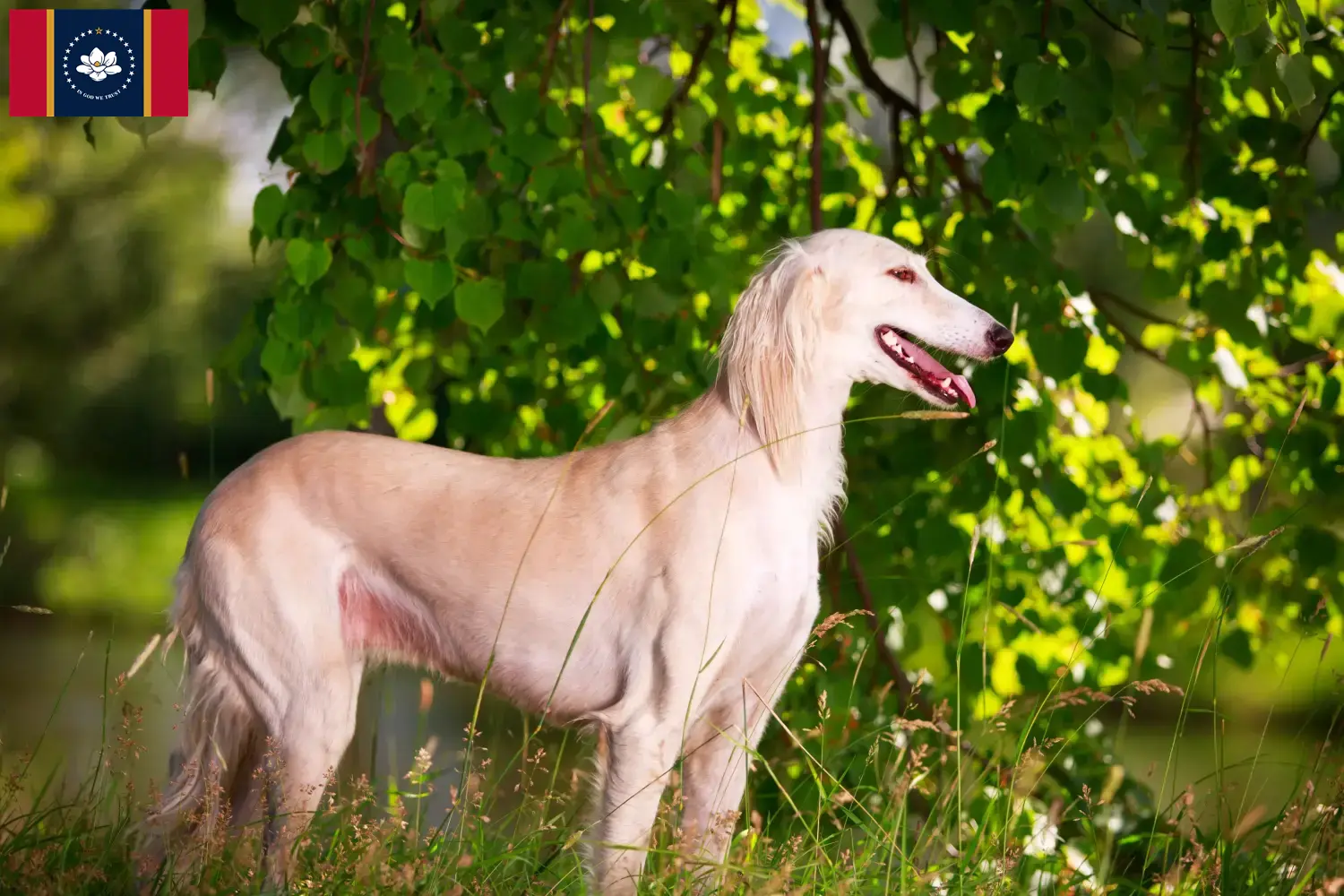 Read more about the article Saluki breeders and puppies in Mississippi