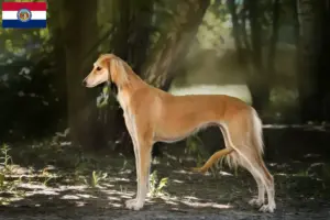 Read more about the article Saluki breeders and puppies in Missouri