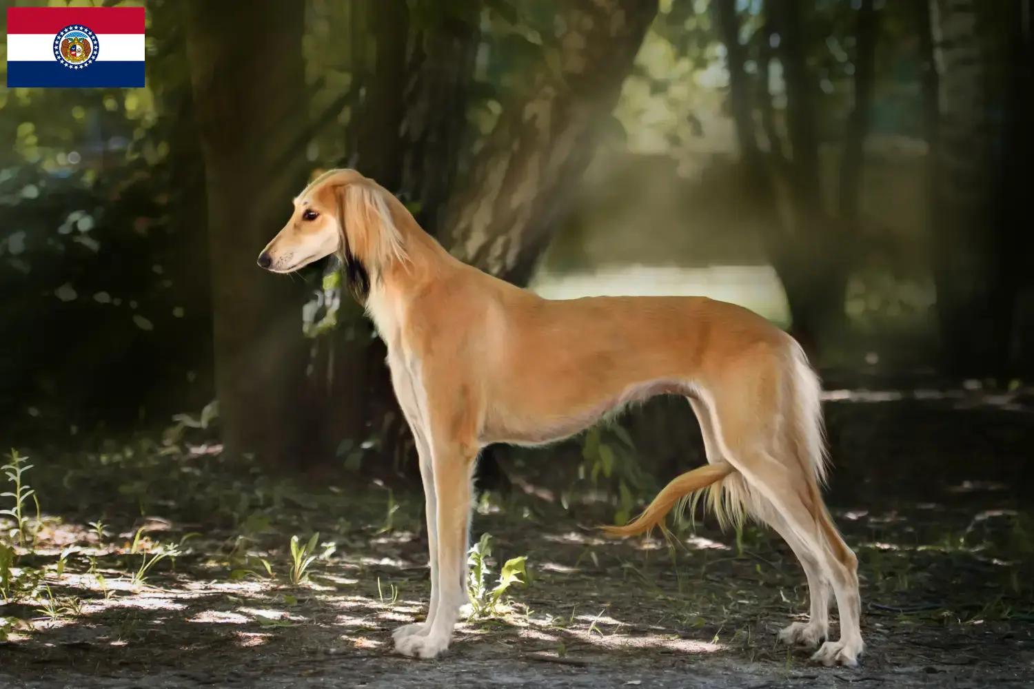 Read more about the article Saluki breeders and puppies in Missouri