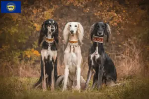 Read more about the article Saluki breeders and puppies in Nebraska