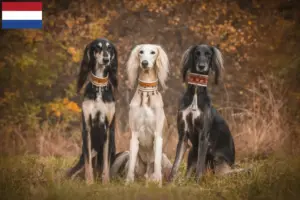 Read more about the article Saluki breeders and puppies in the Netherlands