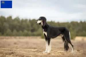 Read more about the article Saluki breeders and puppies in Nevada