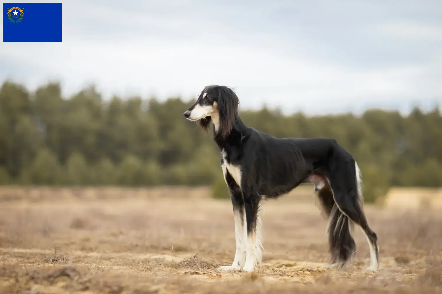 Saluki puppies and breeder Nevada Find Saluki breeders in Nevada here.