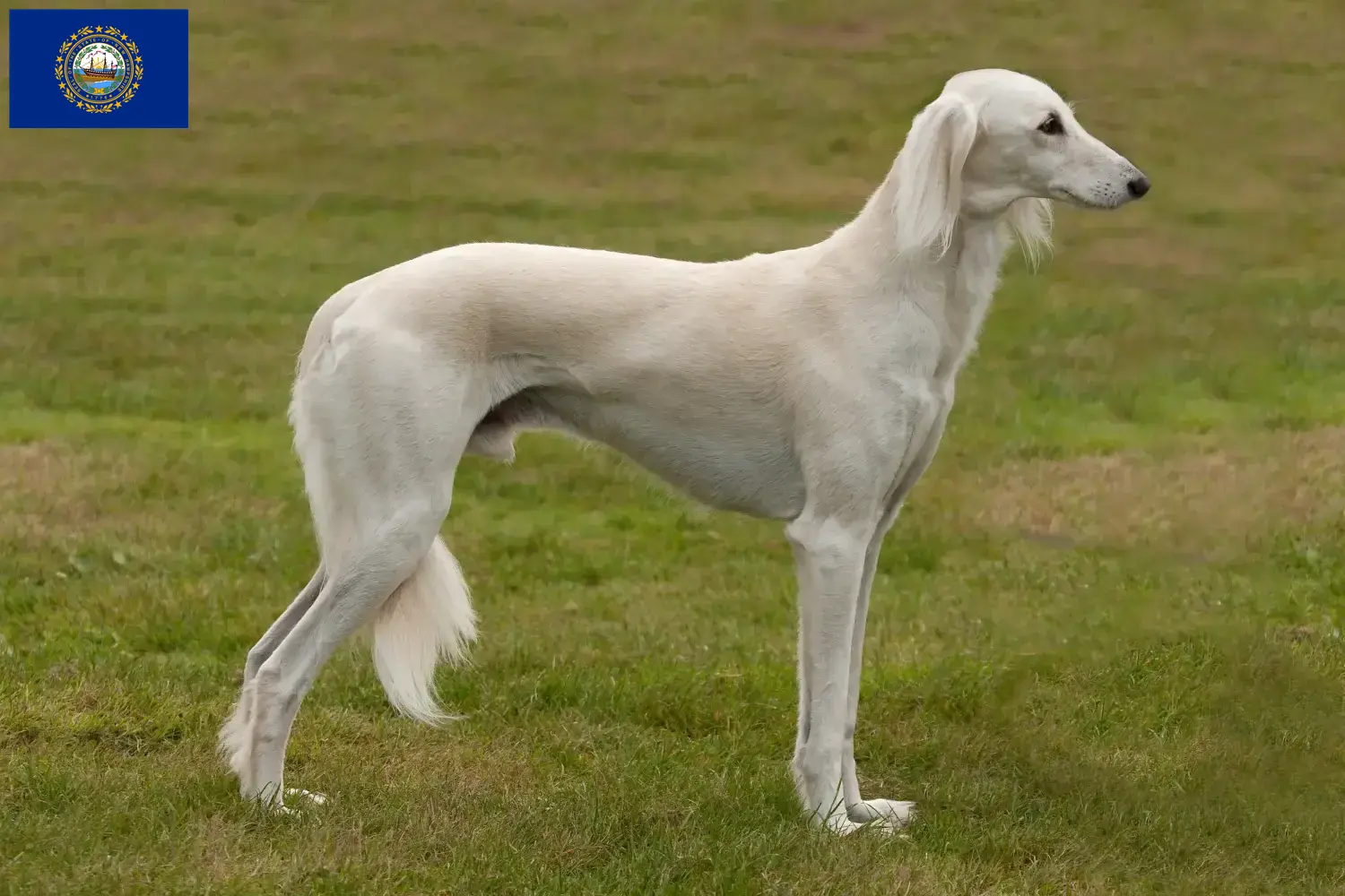 Read more about the article Saluki breeders and puppies in New Hampshire