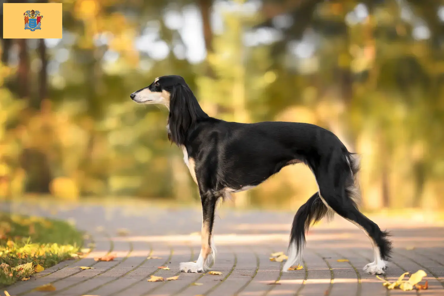 Read more about the article Saluki breeders and puppies in New Jersey