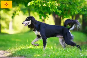 Read more about the article Saluki breeders and puppies in New Mexico