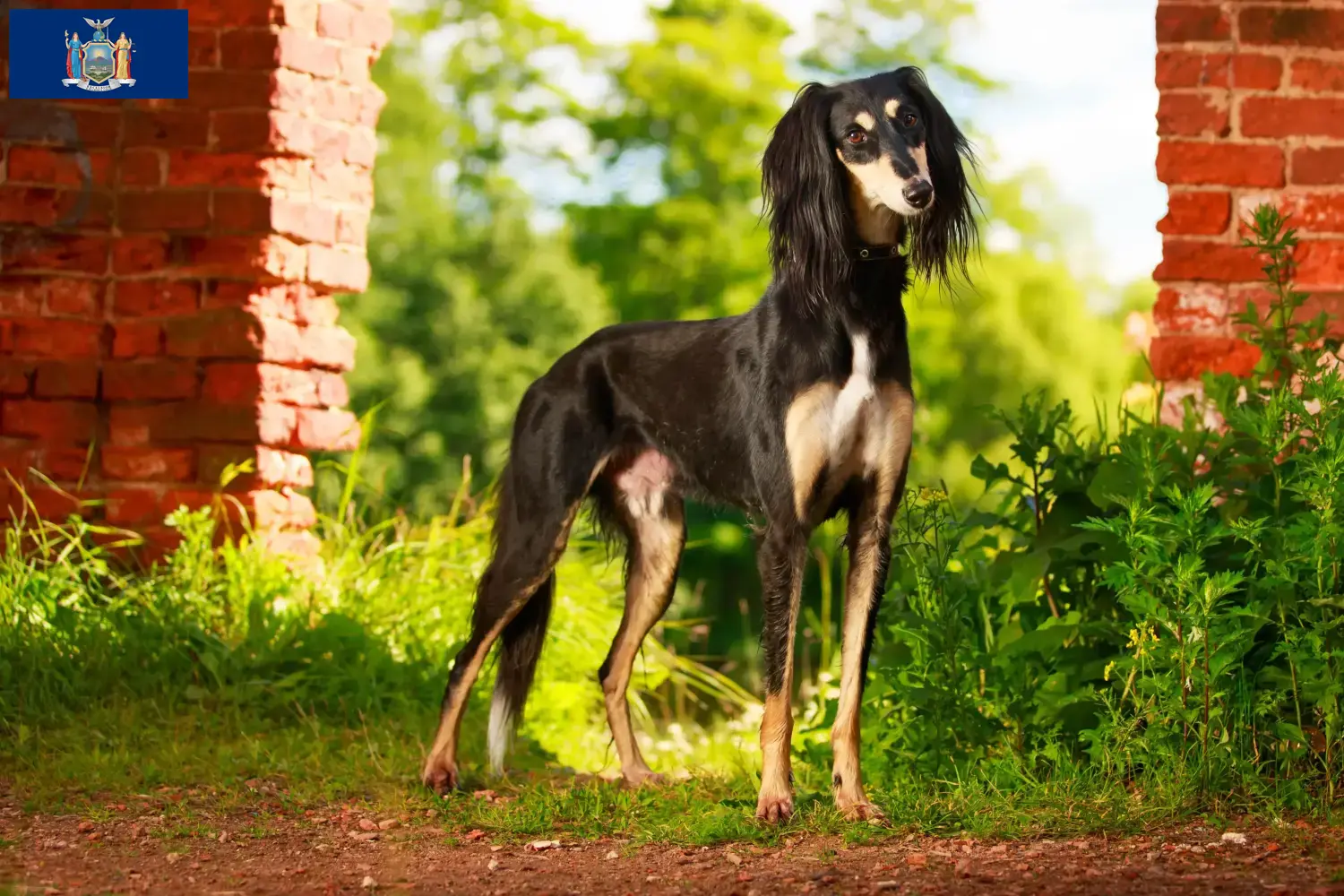 Read more about the article Saluki breeders and puppies in New York