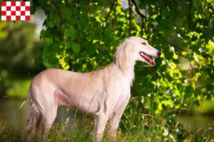 Read more about the article Saluki breeders and puppies in North Brabant