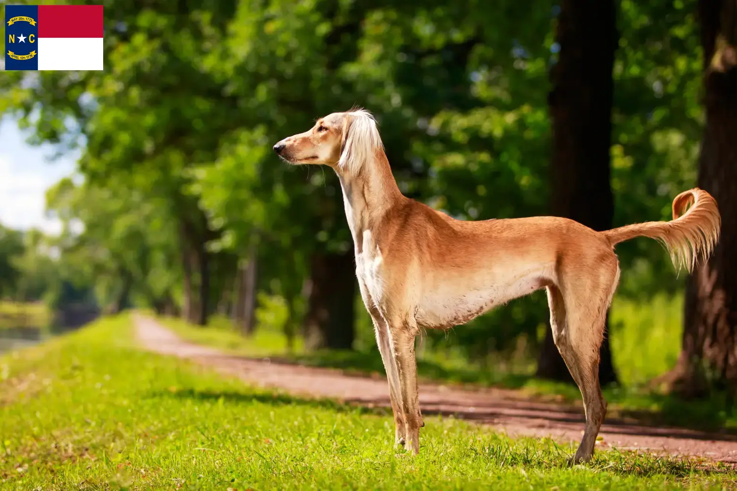 Read more about the article Saluki breeders and puppies in North Carolina