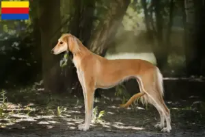 Read more about the article Saluki breeders and puppies in North Holland