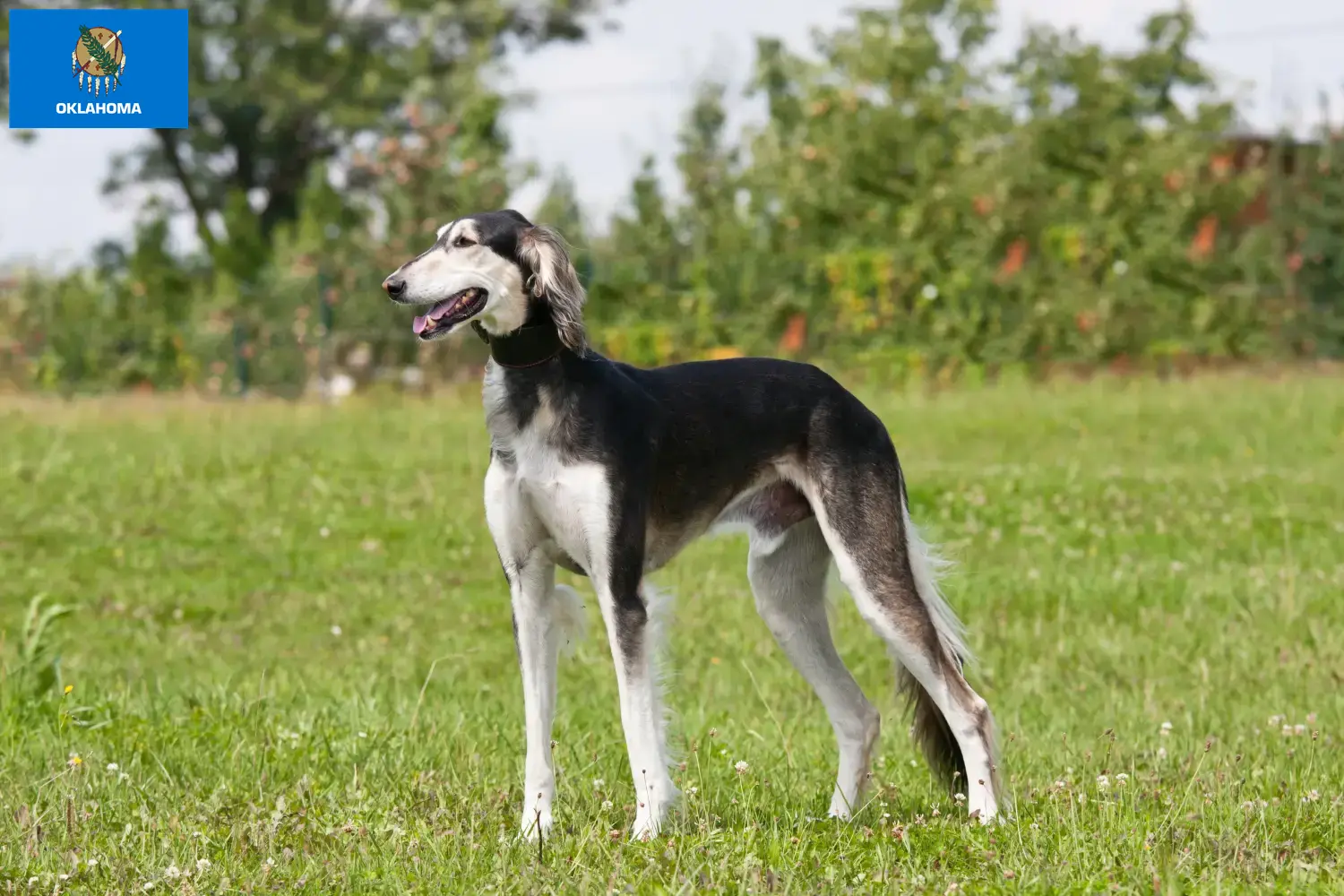 Read more about the article Saluki breeders and puppies in Oklahoma