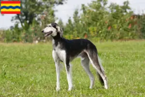 Read more about the article Saluki breeders and puppies in Overijssel