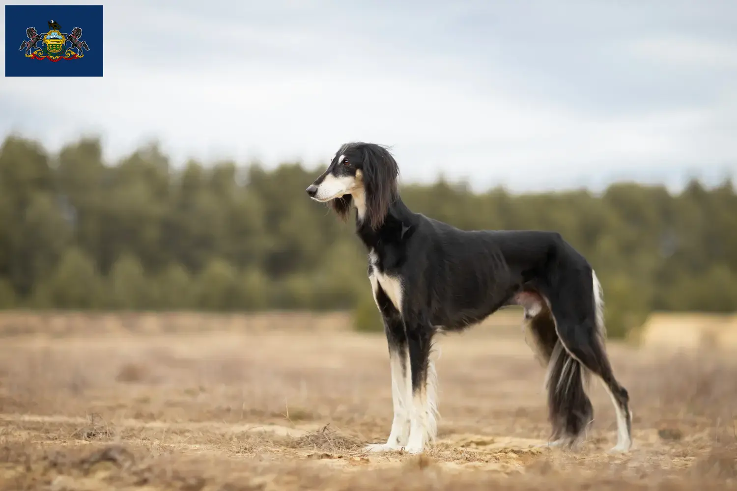 Read more about the article Saluki breeders and puppies in Pennsylvania